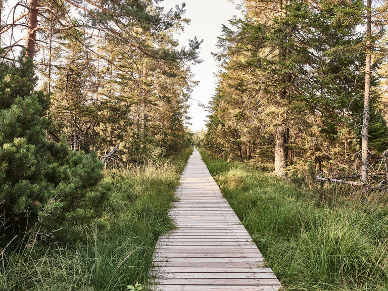 Das Hochmoor in Kaltenbronn im Schwarzwald beherbergt unter anderem selten gewordene Tierarten wie den Auerhahn. Ein hölzerner Weg führt durch das Hochmoor Katelbronn im Schwarzwald